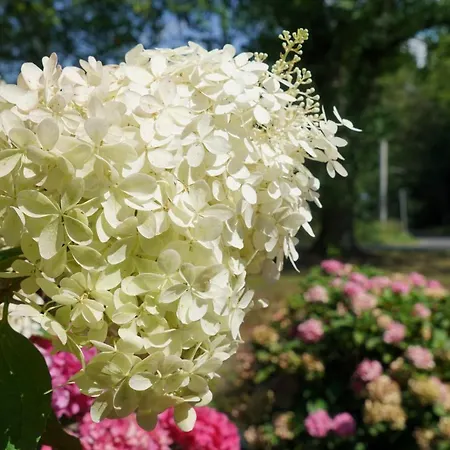 Gruener Wald * Бург