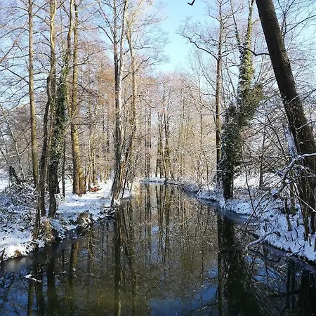 Grüner Wald Burg Kauper