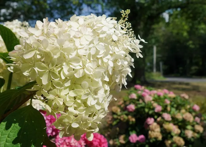 Gruener Wald * Бург